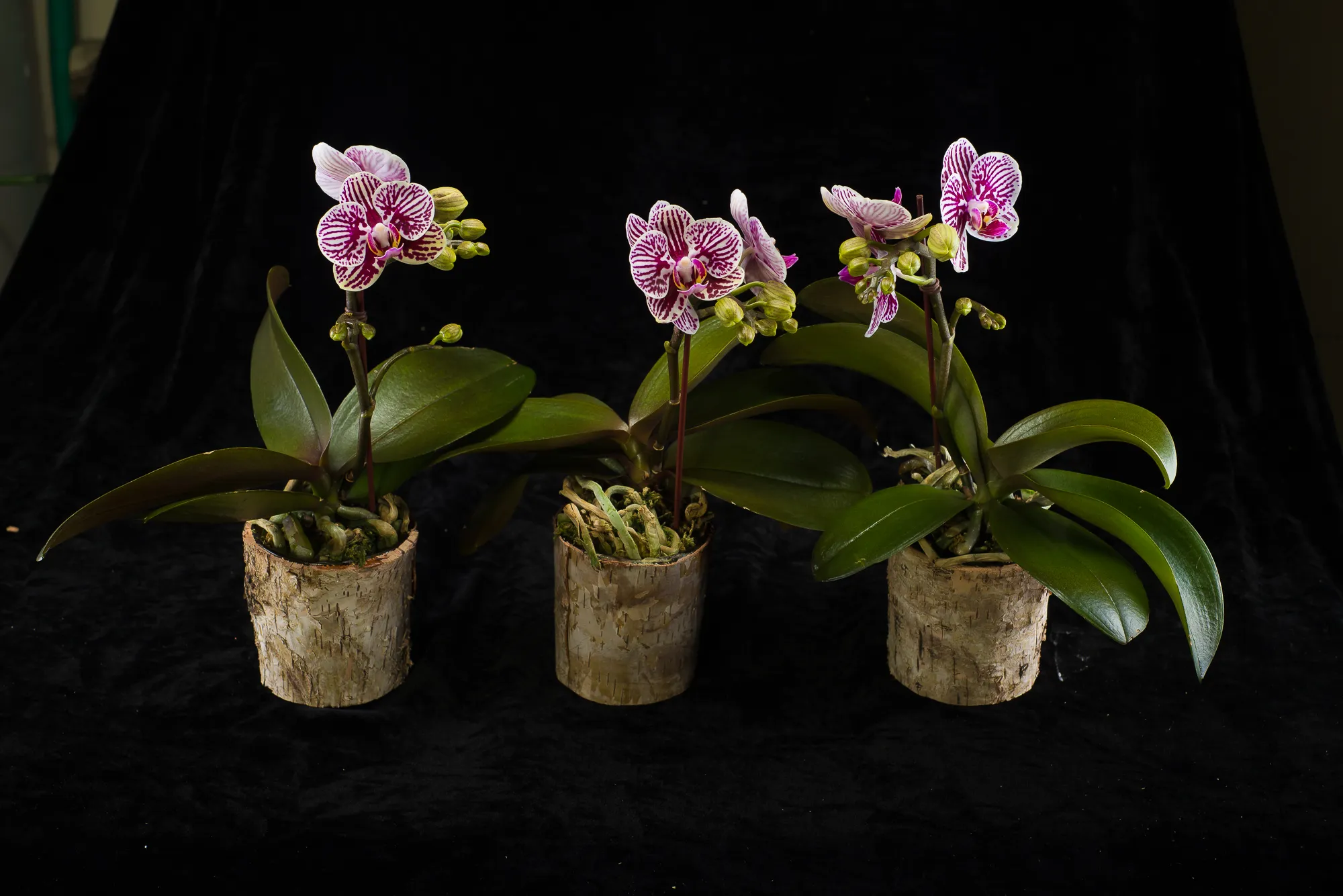 Orchid Trio Photo
