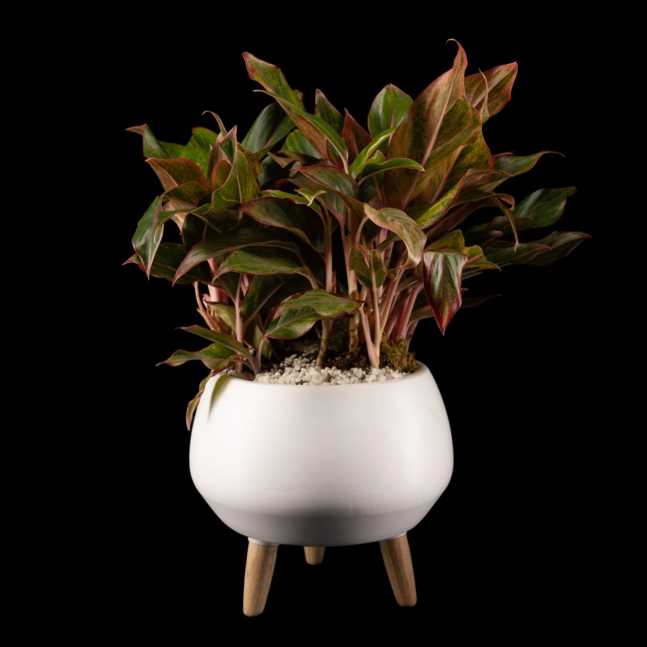 JIF3705-Edit-scaled-1.jpg Red Chinese Evergreen Photo