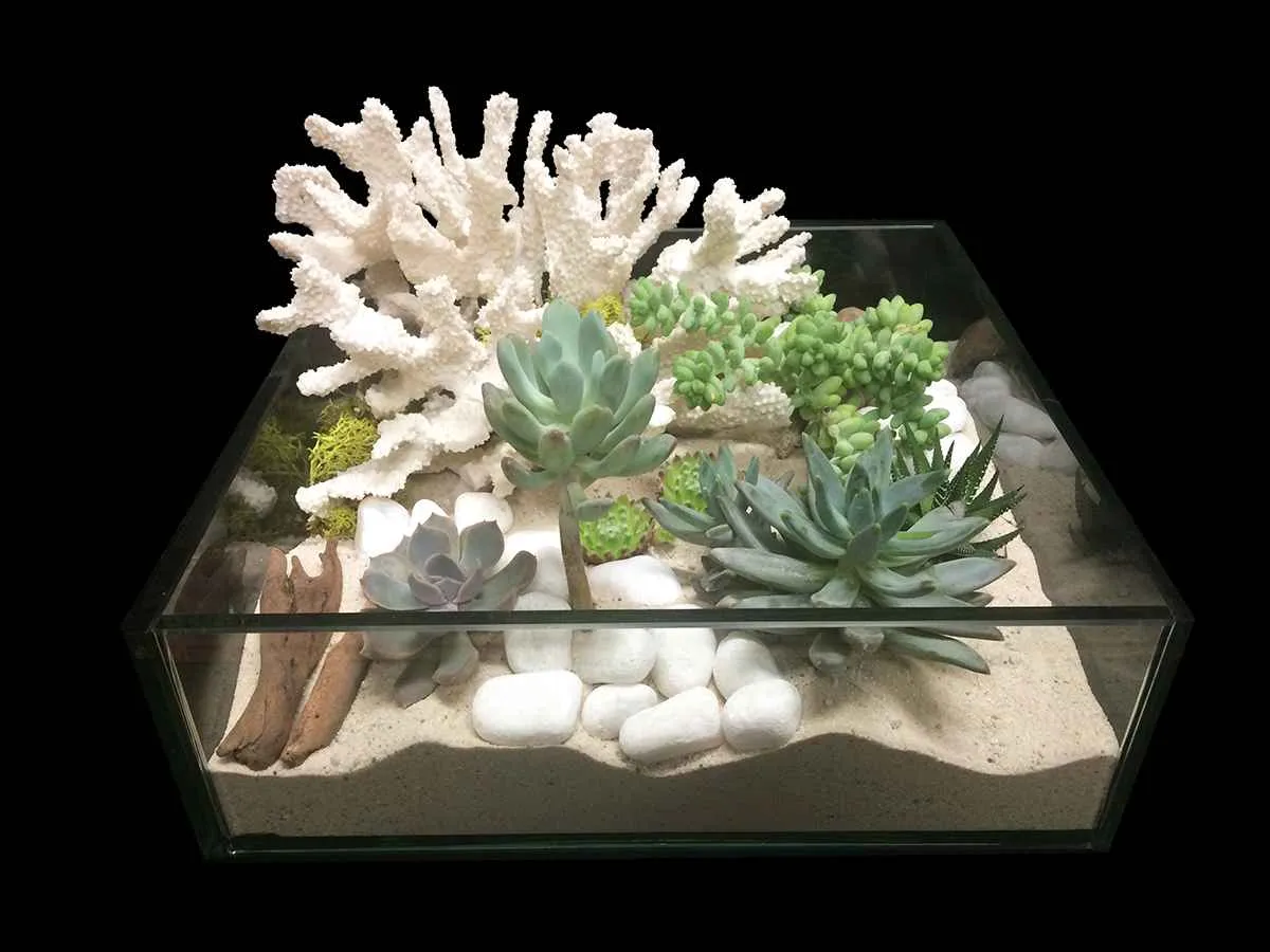Modern-Succulent-Garden.jpg MODERN SUCCULENT GARDEN Photo