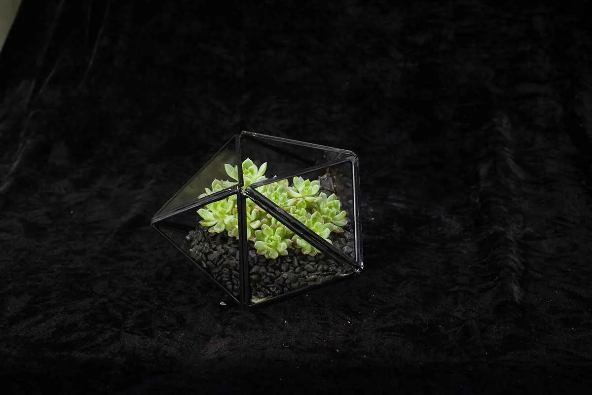 Table-Terrarium.jpg TABLE TERRARIUM Photo