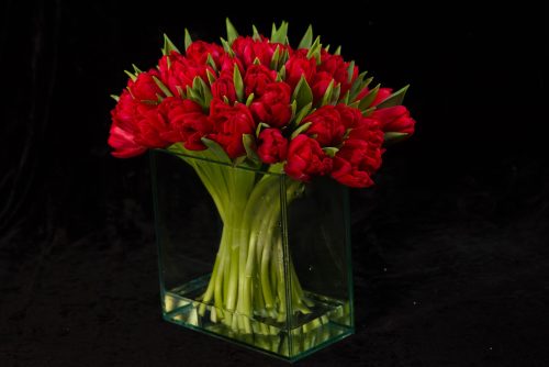 red tulips nyc