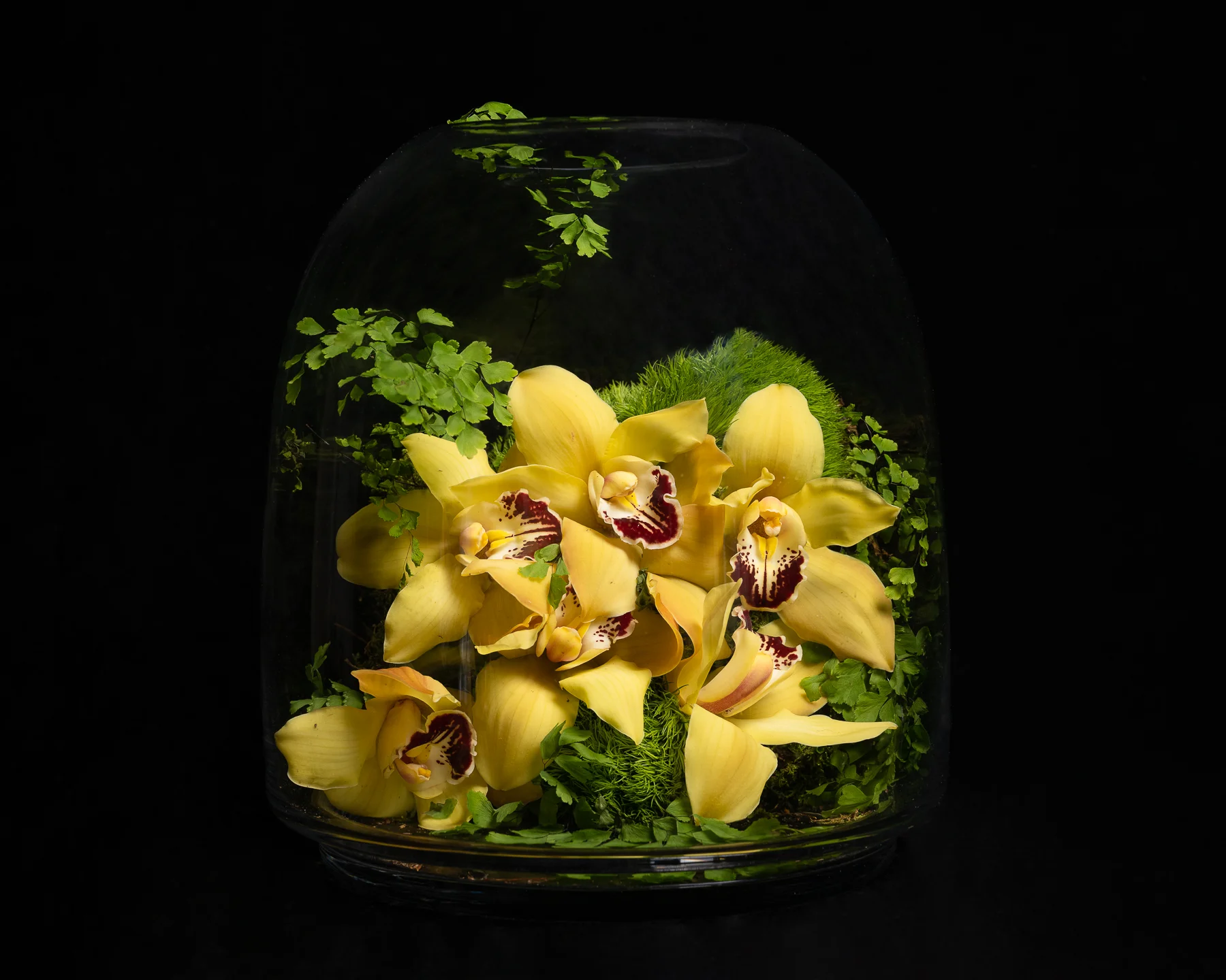 $135 (2) Orchid Oasis - Image 1