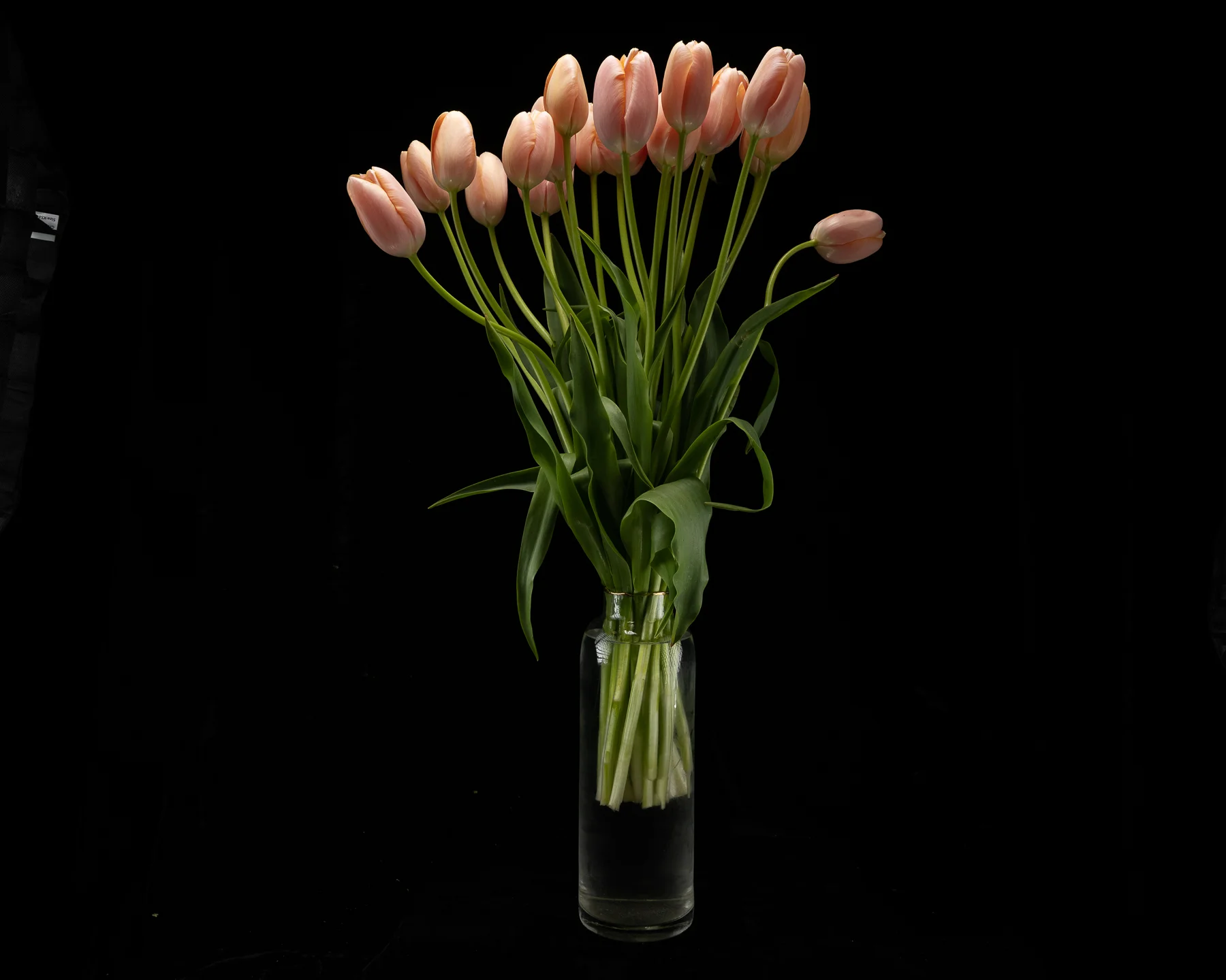 $175 (2) Towering Tulips - Image 1