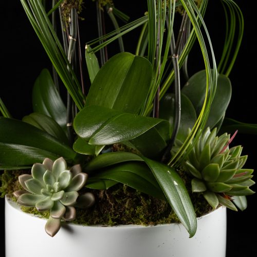 5 Stem White Phalaenopsis Orchid photo