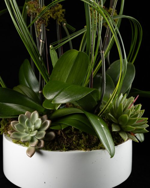 5 Stem White Phalaenopsis Orchid photo