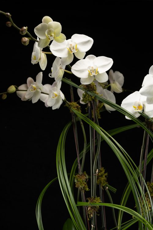 5 Stem White Phalaenopsis Orchid zoomed in