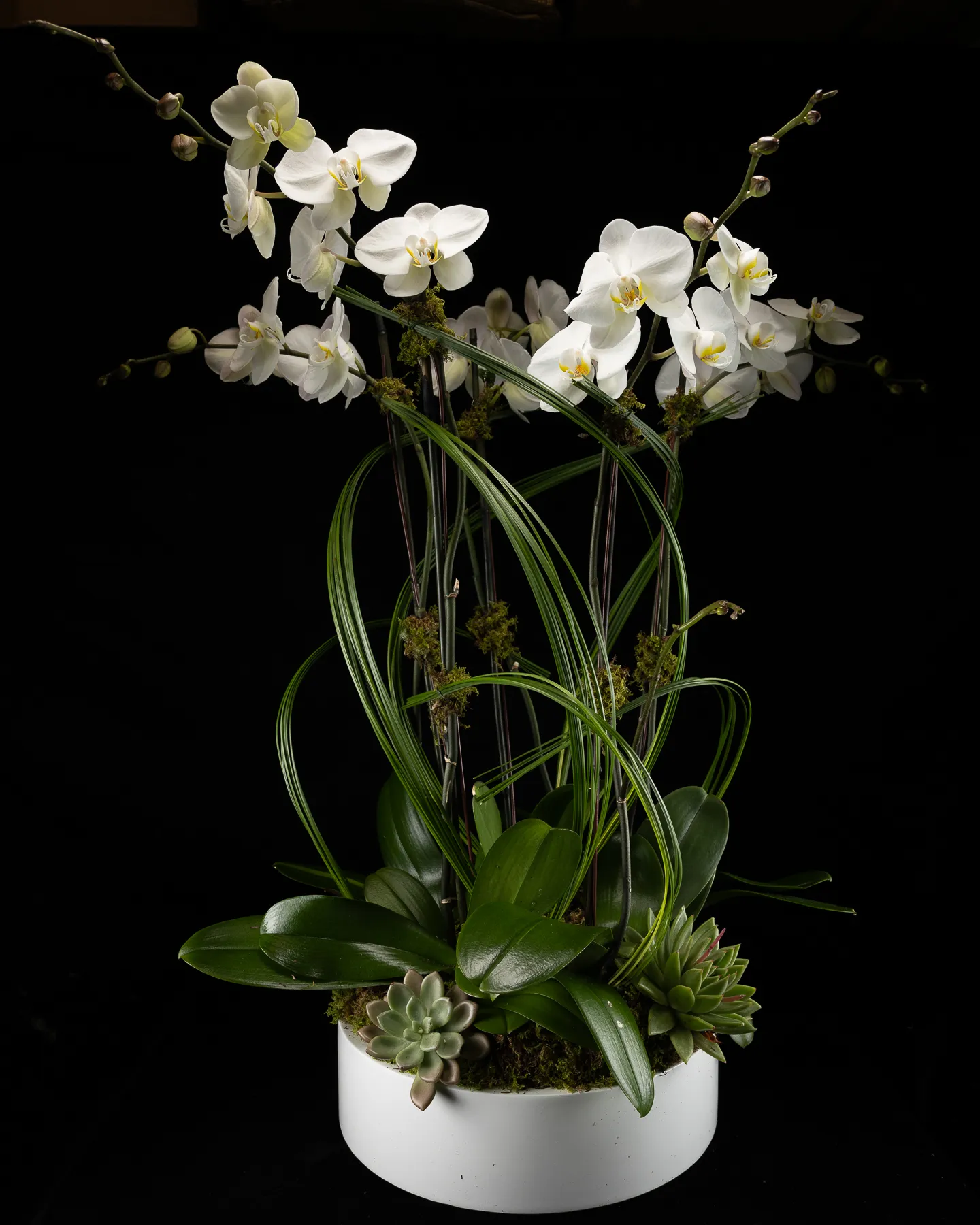 _JIF9318 5 Stem White Phalaenopsis Orchid Plant - Image 1