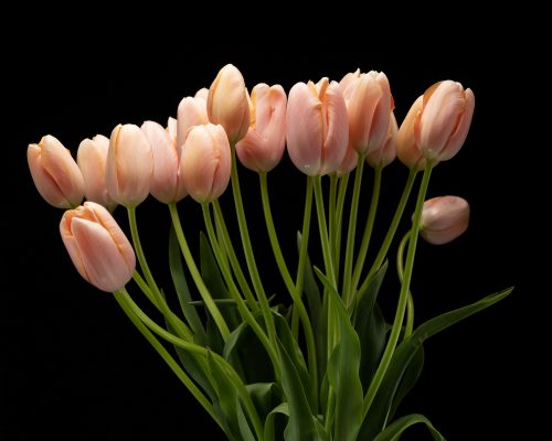 light pink tulips nyc