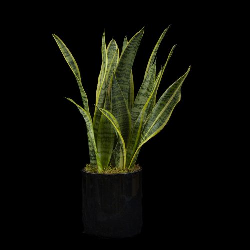 Varigated Snake Plant